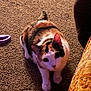 animal, calico, carpet, cat, closeup, couch, curious, domestic, ears, fabric, feline, floor, fur, indoor, looking_up, pet, purple_object, shadow, tail, whiskers