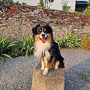 Umy a rejoint le concours — aidez-le/la à gagner de superbes lots ! dog, animal, outdoor, stone, pedestal, wall, plants, gravel, sunlight, happy, smiling, fur, tricolor, nature, garden, pet, portrait, sitting, daylight, background