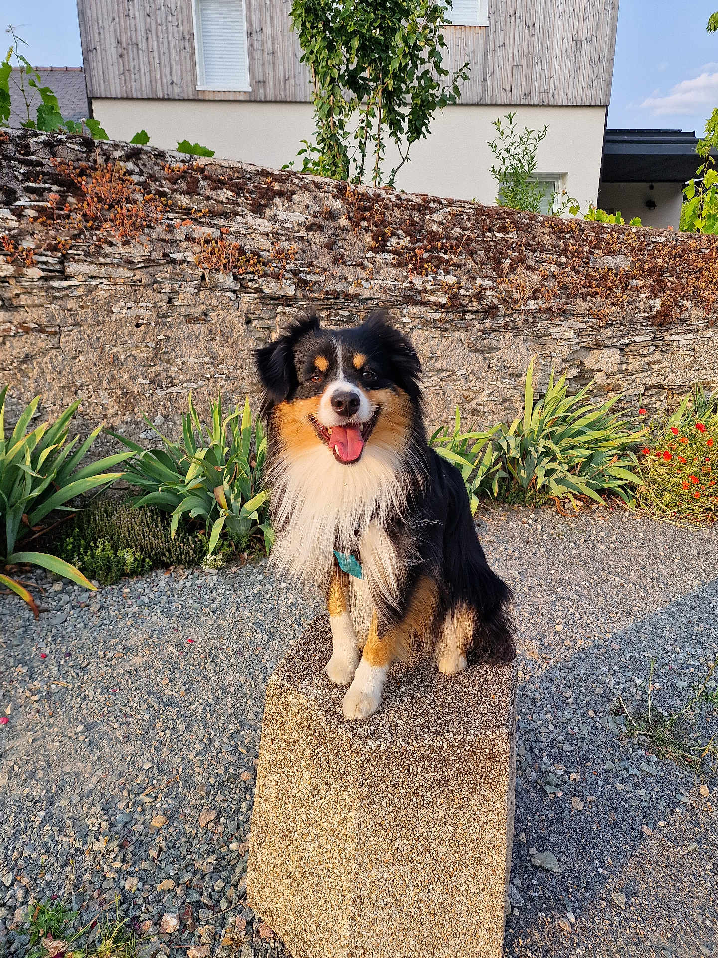Umy a rejoint le concours — aidez-le/la à gagner de superbes lots ! dog, animal, outdoor, stone, pedestal, wall, plants, gravel, sunlight, happy, smiling, fur, tricolor, nature, garden, pet, portrait, sitting, daylight, background
