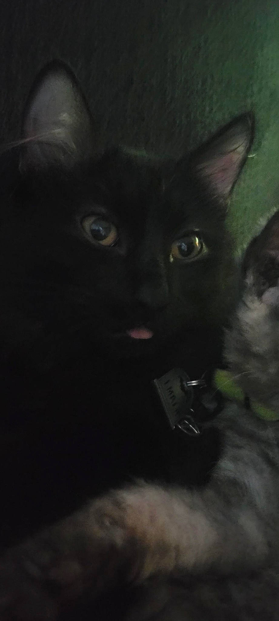 Tarot joined the competition — help win amazing prizes! black_cat, bombay, carnivore, cat, darkness, domestic_short_haired_cat, electric_blue, felidae, fur, iris, small_to_medium_sized_cats, snout, terrestrial_animal, whiskers