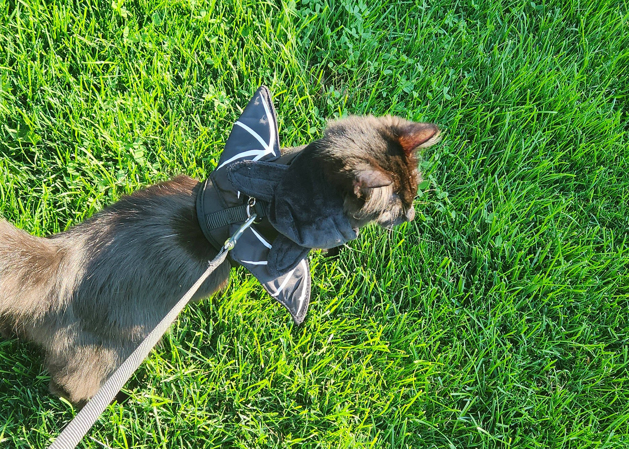 Tarot joined the competition — help win amazing prizes! canidae, carnivore, cat, collar, dog_breed, dog_collar, domestic_short_haired_cat, felidae, fur, grass, grassland, groundcover, leash, plant, small_to_medium_sized_cats, snout, sporting_group, tail, terrestrial_animal, whiskers