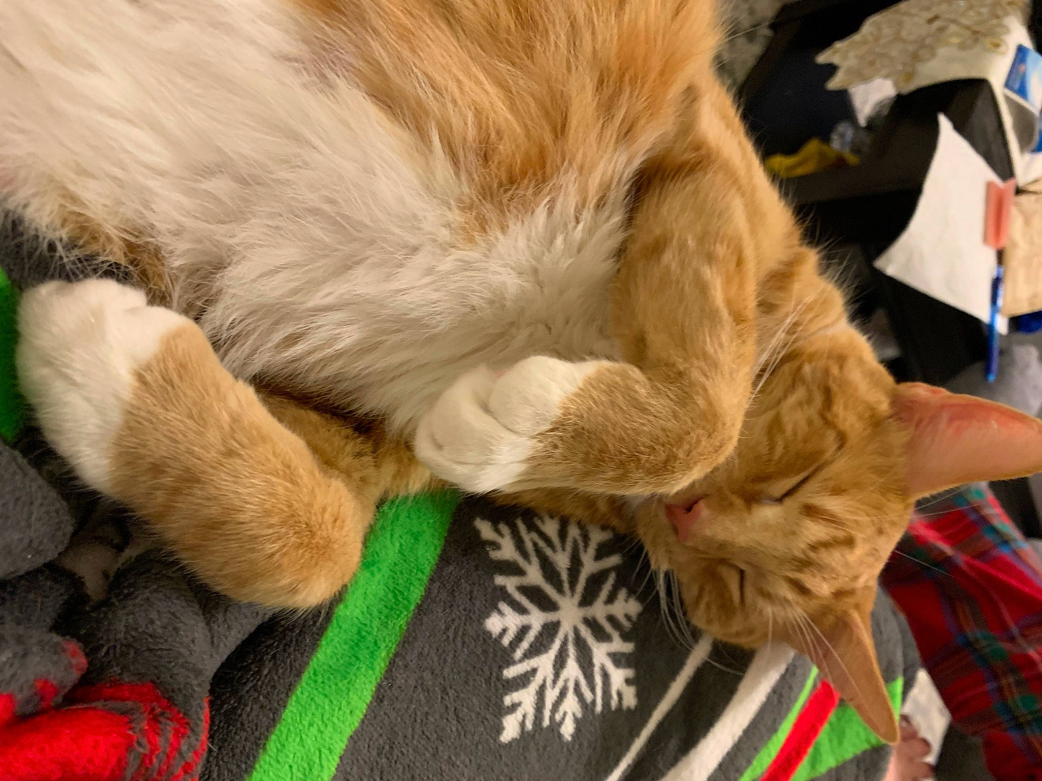 Dallas is registered to the contest to win money with this photo: canidae, carnivore, claw, comfort, companion_dog, dog_breed, fawn, felidae, fur, human_leg, natural_material, paw, plaid, small_to_medium_sized_cats, sporting_group, tail, tartan, terrestrial_animal, whiskers