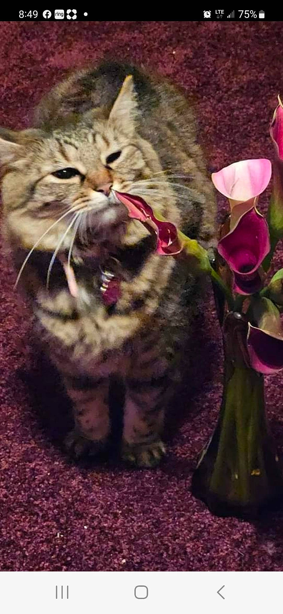 Karma is registered to the contest to win money with this photo: bobcat, carnivore, cat, claw, domestic_short_haired_cat, fang, felidae, fur, grass, lynx, magenta, paw, petal, photo_caption, small_to_medium_sized_cats, snout, tail, terrestrial_animal, whiskers, wildlife