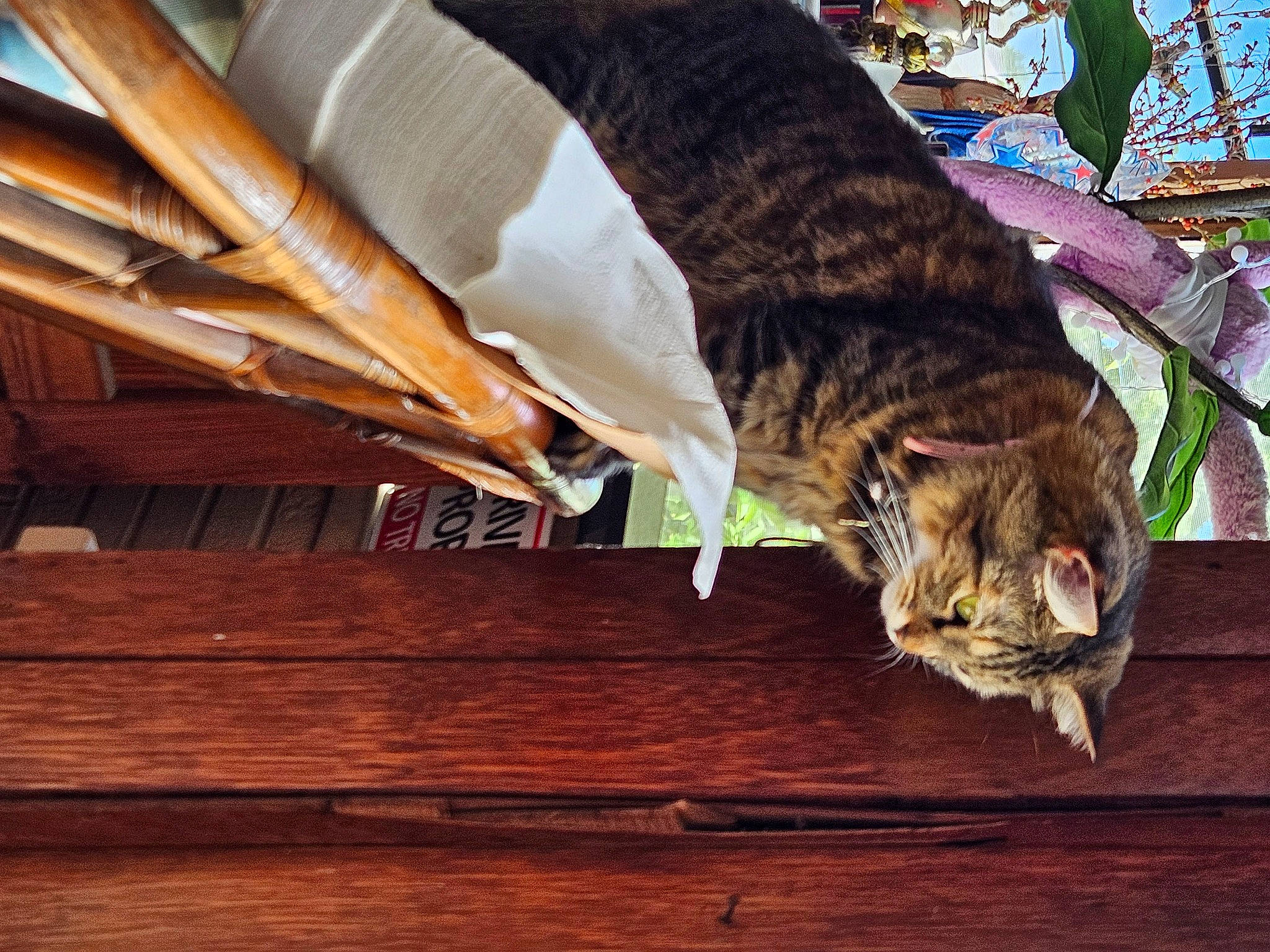 Karma is registered to the contest to win money with this photo: carnivore, cat, comfort, domestic_short_haired_cat, fawn, felidae, flooring, fur, hardwood, pattern, plant, plywood, small_to_medium_sized_cats, tail, tree, varnish, whiskers, wood, wood_flooring, wood_stain