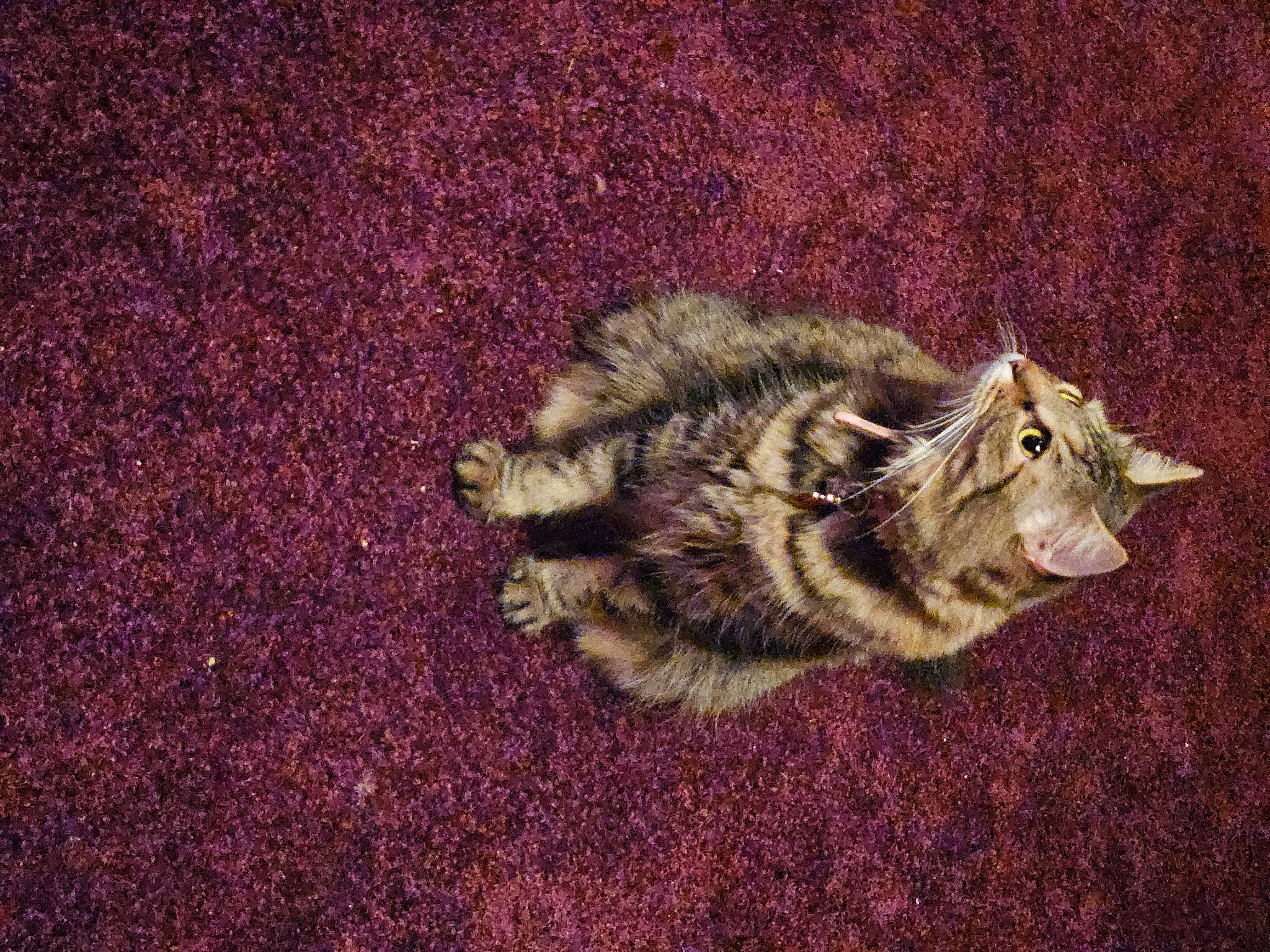 Karma is registered to the contest to win money with this photo: asphalt, carnivore, cat, claw, darkness, domestic_short_haired_cat, felidae, fur, grass, paw, road_surface, shadow, small_to_medium_sized_cats, soil, tail, terrestrial_animal, whiskers, wildlife