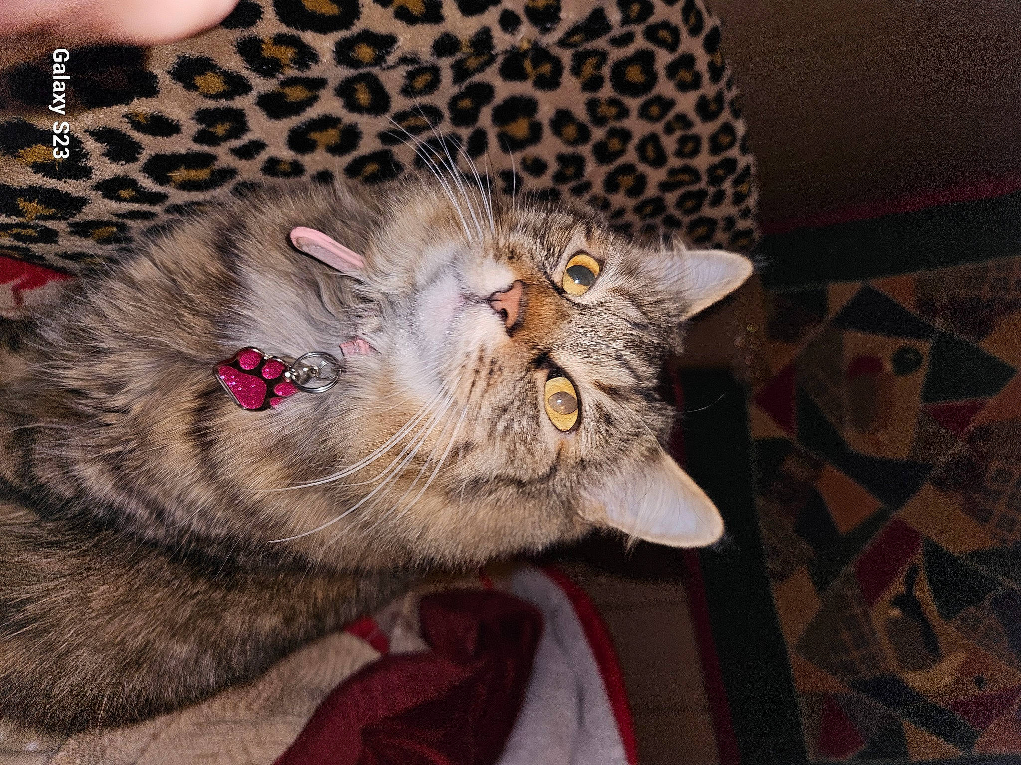 Karma is registered to the contest to win money with this photo: big_cats, carnivore, cat, claw, domestic_short_haired_cat, felidae, fur, paw, small_to_medium_sized_cats, snout, tail, terrestrial_animal, whiskers