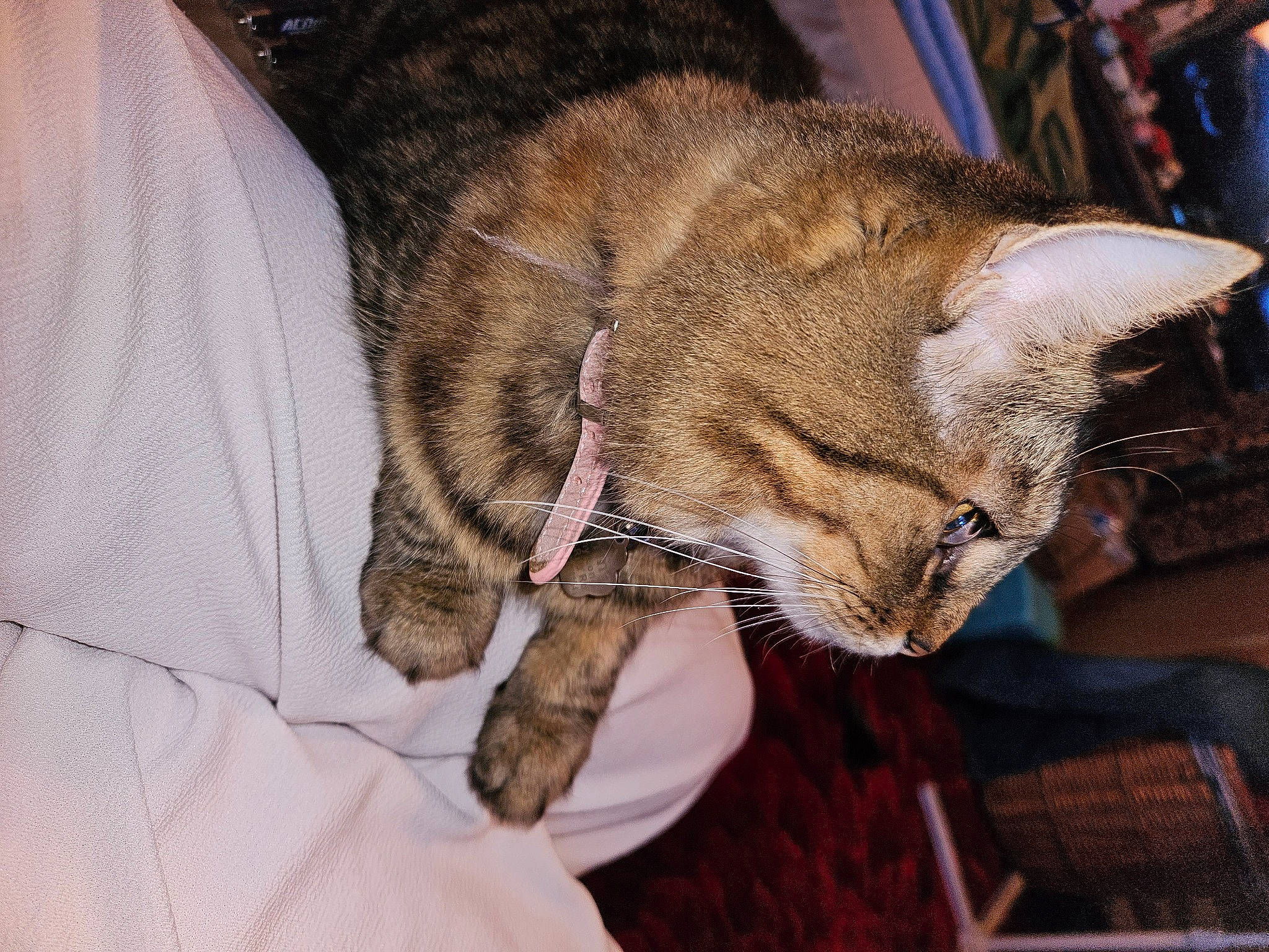 Karma joined the competition — help win amazing prizes! carnivore, cat, claw, collar, comfort, domestic_short_haired_cat, fawn, felidae, fur, nap, paw, sleep, small_to_medium_sized_cats, snout, tail, terrestrial_animal, textile, whiskers