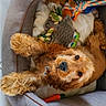Max participe au concours pour gagner de l'argent avec cette photo : american_cocker_spaniel, canidae, carnivore, cavapoo, cocker_spaniel, companion_dog, dog, dog_breed, dog_toy, fawn, goldendoodle, plush, puppy, puppy_love, snout, spaniel, sporting_group, stuffed_toy, toy, toy_poodle
