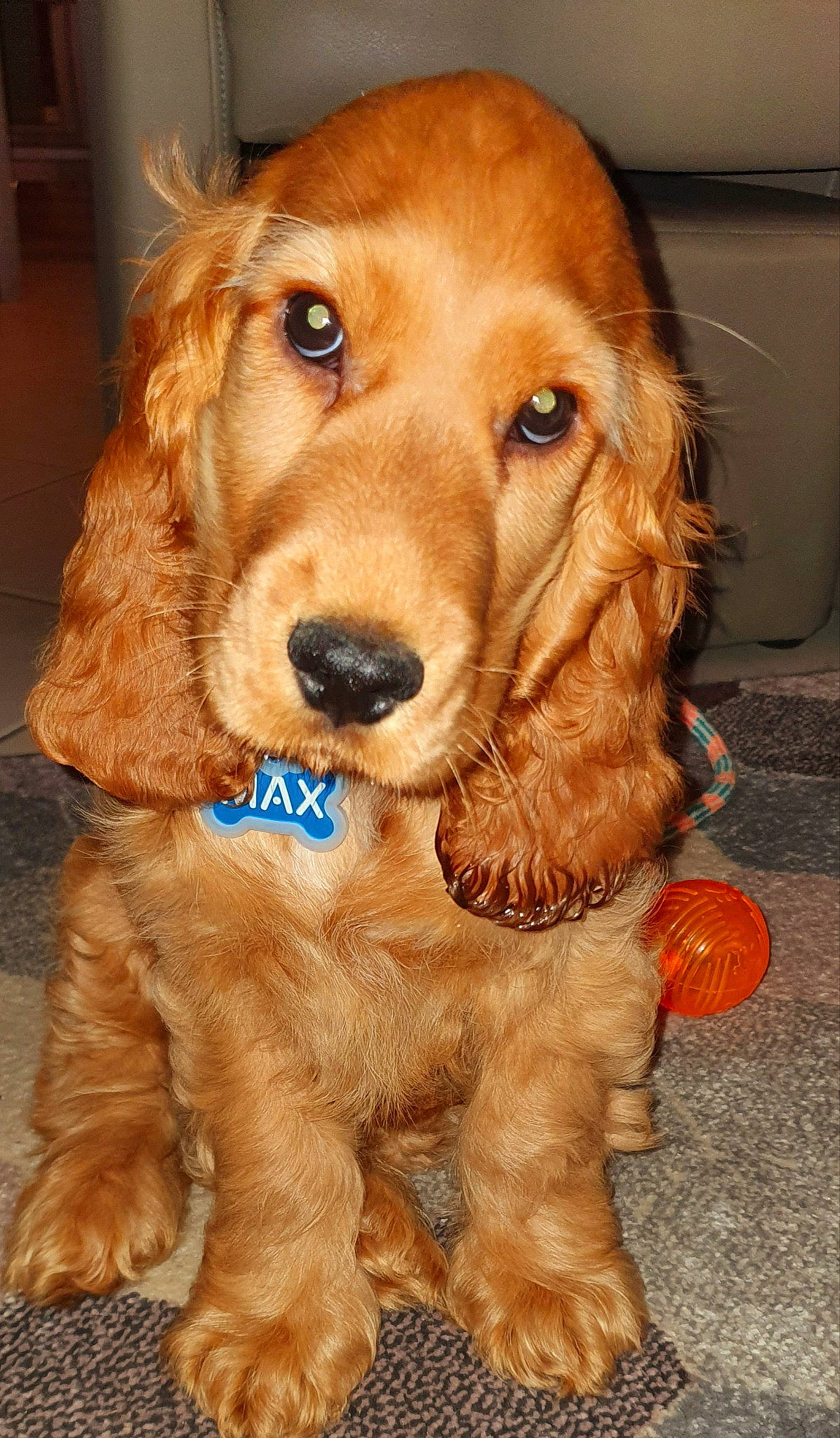 Max a rejoint le concours — aidez-le/la à gagner de superbes lots ! american_cocker_spaniel, canidae, caramel_color, carnivore, cocker_spaniel, companion_dog, dog, dog_breed, english_cocker_spaniel, fawn, field_spaniel, german_spaniel, irish_setter, mammal, rare_breed_dog, russian_spaniel, snout, spaniel, sporting_group, vertebrate