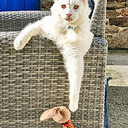 Karine Quevert a rejoint le concours — aidez-le/la à gagner de superbes lots ! cat, white_cat, outdoor, woven_chair, armrest, toy, plush_toy, rope_toy, stone_wall, blue_door, sunlight, pet, relaxed, paw, fur, animal, looking_at_camera, domestic_cat, resting, bright