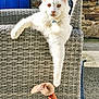 cat, white_cat, outdoor, woven_chair, armrest, toy, plush_toy, rope_toy, stone_wall, blue_door, sunlight, pet, relaxed, paw, fur, animal, looking_at_camera, domestic_cat, resting, bright