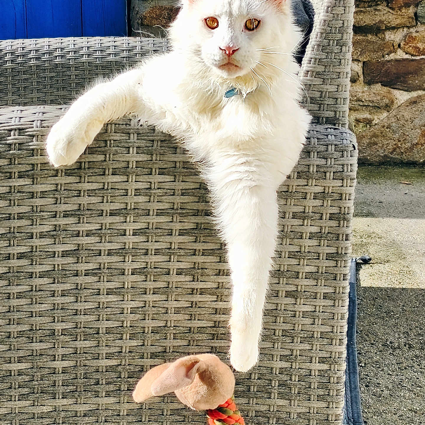 Karine Quevert a rejoint le concours — aidez-le/la à gagner de superbes lots ! animal, armrest, blue_door, bright, cat, domestic_cat, fur, looking_at_camera, outdoor, paw, pet, plush_toy, relaxed, resting, rope_toy, stone_wall, sunlight, toy, white_cat, woven_chair