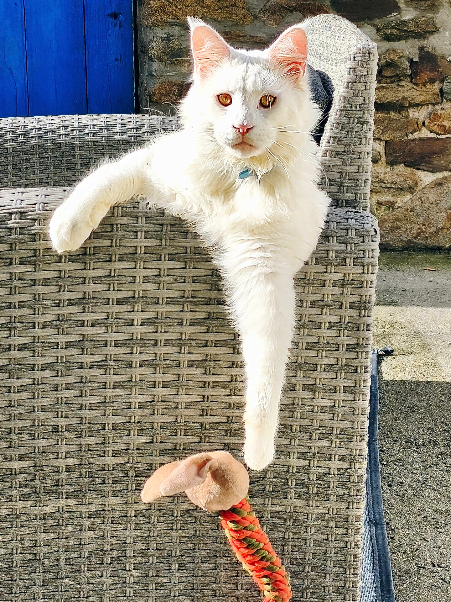 Karine Quevert a rejoint le concours — aidez-le/la à gagner de superbes lots ! cat, white_cat, outdoor, woven_chair, armrest, toy, plush_toy, rope_toy, stone_wall, blue_door, sunlight, pet, relaxed, paw, fur, animal, looking_at_camera, domestic_cat, resting, bright