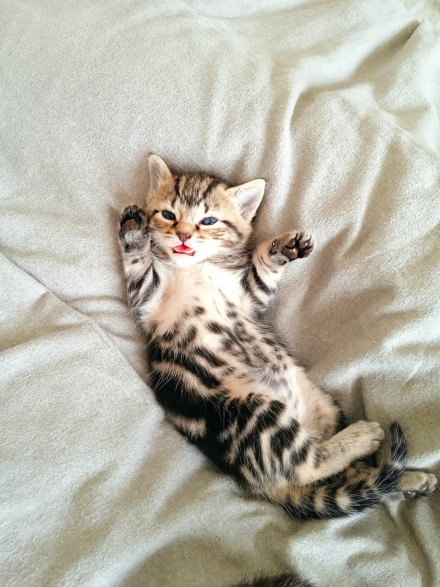 Tigrou