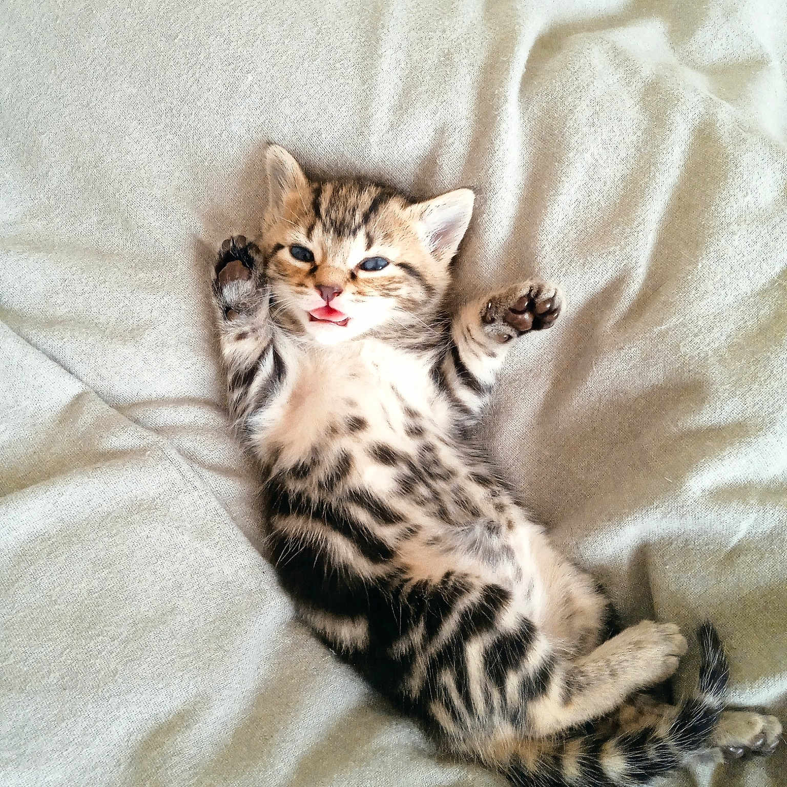 Tigrou