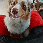 Asko participe au concours pour gagner de l'argent avec cette photo : dog, pet, indoor, red_cushion, fur, happy, smiling, close_up, canine, brown_and_white, nose, ears, eyes, sitting, furniture, table, wood, floor, cozy, domestic