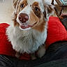 dog, pet, indoor, red_cushion, fur, happy, smiling, close_up, canine, brown_and_white, nose, ears, eyes, sitting, furniture, table, wood, floor, cozy, domestic