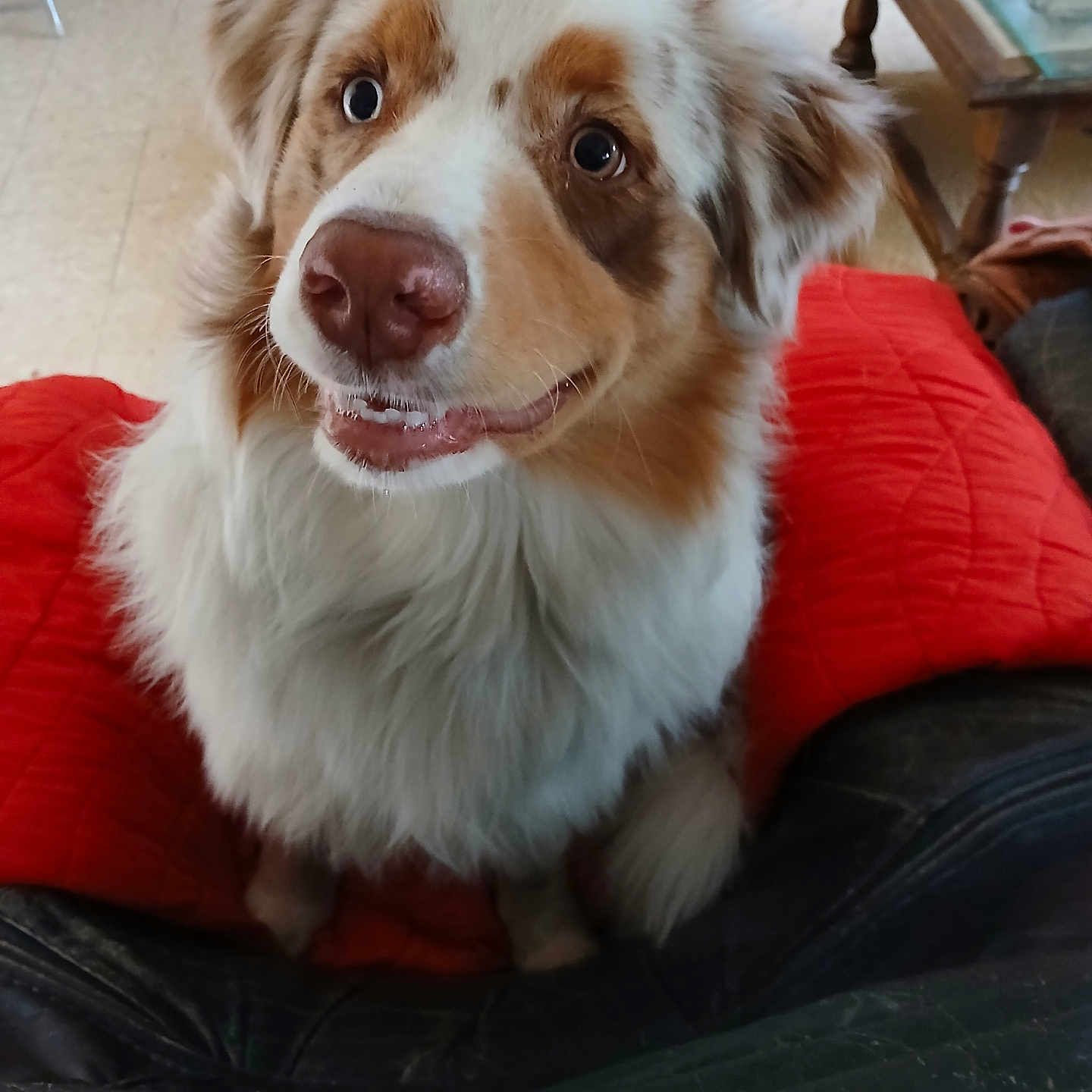 Asko