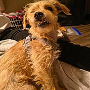 Sassy joined the competition — help win amazing prizes! dog, golden, scruffy, indoor, blanket, pet, canine, smile, fur, sitting, cozy, teeth, animal, floor, casual, laundry_basket, relaxed, furniture, brown, cute