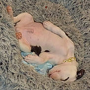 Panda is registered to the contest to win money with this photo: dog, puppy, sleeping, belly_up, collar, bed, fluffy, pet, paws, fur, cozy, muzzle, ear, blanket, indoor, cute, napping, small_dog, white_fur, spotted