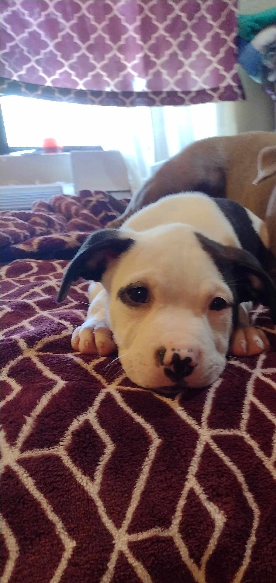 Panda is registered to the contest to win money with this photo: puppy, dog, blanket, bed, patterned_curtain, window, indoor, nose_spot, paw, close_up, resting, cute, ears, whiskers, pet, lying_down, cozy, animal, portrait, bedding