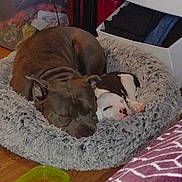 Nacho joined the competition — help win amazing prizes! blanket, canine, cozy, curled_up, cute, dog, dog_bed, domestic, dresser, food_bowl, friendship, fur, home_interior, pet, puppy, resting, sleeping, snuggling, toy, wood_floor