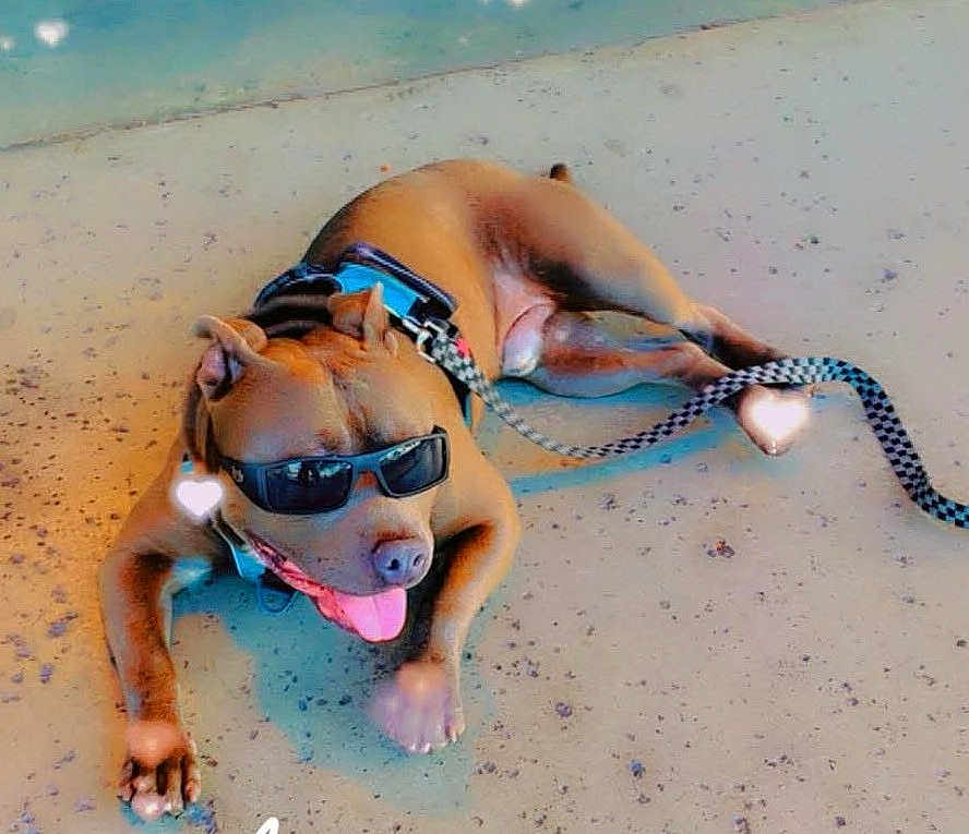 Nacho joined the competition — help win amazing prizes! dog, brown_dog, sunglasses, leash, harness, tongue_out, lying_down, pavement, outdoor, sunlight, heart_sticker, playful, pet, canine, accessory, relaxed, summer_vibe, cute, portrait, shade