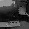 black_cat, cat, close_up, couch, cozy, cushion, ear, electronics, fur, home, indoor, laptop, nap, paw, pet, qr_code, sleeping, sticker, whiskers, white_paws