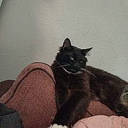 Hammy joined the competition — help win amazing prizes! cat, black_cat, white_paws, whiskers, fur, lounging, sofa, armrest, couch, indoor, wall, pet, relaxed, paws_outstretched, black_fur, pink_shirt, human_partial, fabric_texture, close_up, household