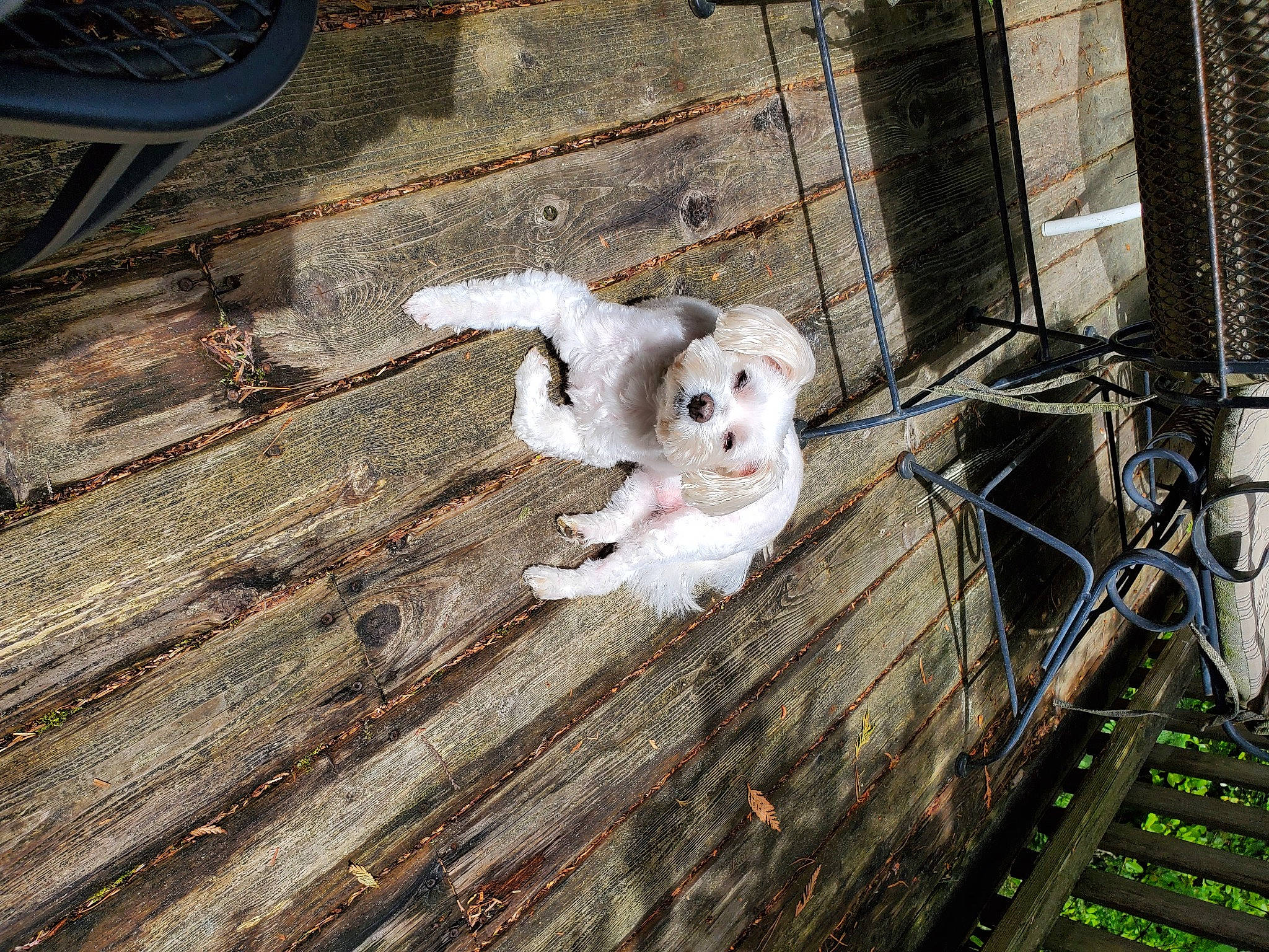 Rowdy is registered to the contest to win money with this photo: canidae, carnivore, companion_dog, dog, dog_breed, maltese, mammal, non_sporting_group, puppy, sporting_group, toy_dog