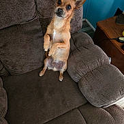 Whiskers joined the competition — help win amazing prizes! dog, small_dog, brown_dog, pet, indoor, furniture, recliner, curious, alert, ears_up, sitting, looking_at_camera, living_room, cushion, wood_floor, table, cord, home, cozy, cute