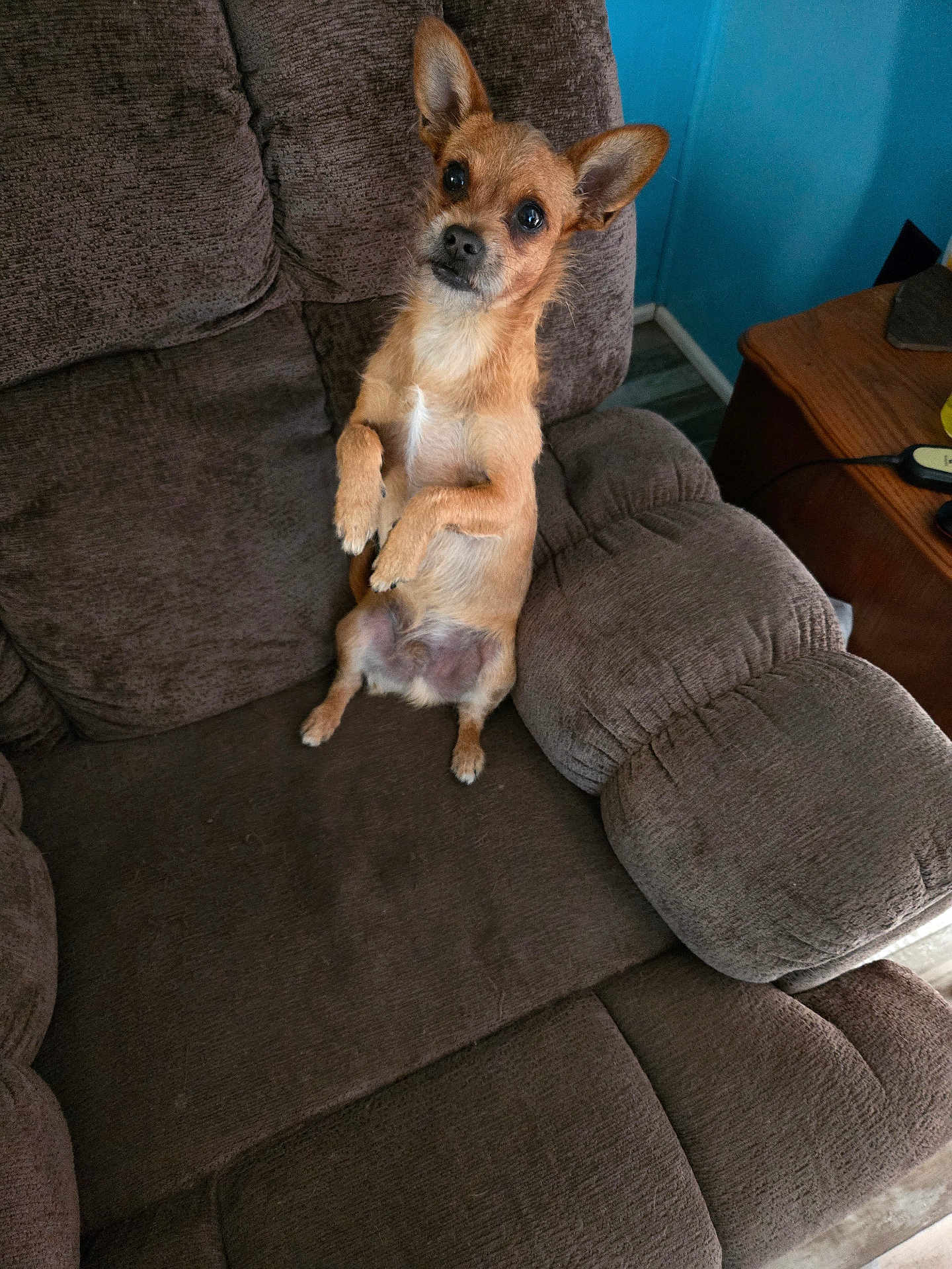 Whiskers joined the competition — help win amazing prizes! dog, small_dog, brown_dog, pet, indoor, furniture, recliner, curious, alert, ears_up, sitting, looking_at_camera, living_room, cushion, wood_floor, table, cord, home, cozy, cute