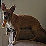 animal, bone, brown_dog, canine, chewing, couch, dog, ears, fur, furniture, indoor, light, looking, paw, pet, side_view, small_dog, snout, standing, tail