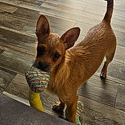 Whiskers is registered to the contest to win money with this photo: animal, banana_pattern, brown_dog, close_up, companion, curious, cute, dog, ears_up, indoor, looking_up, mammal, pet, playing, small_dog, standing, stuffed_toy, tail_up, toy, wooden_floor