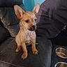 animal, attention, brown_fur, chair, companion, cushion, cute, dog, domestic, ears, empty_bowl, furniture, indoor, looking_away, metal_bowl, person_partial, pet, puppy, seated, small_dog