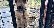 Whiskers is registered to the contest to win money with this photo: animal, brown, cage, cute, dog, ears, enclosure, face, fur, grass, looking, outdoor, paw, pet, puppy, small, snout, tongue, wire_fence, young