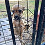 animal, brown, cage, cute, dog, ears, enclosure, face, fur, grass, looking, outdoor, paw, pet, puppy, small, snout, tongue, wire_fence, young