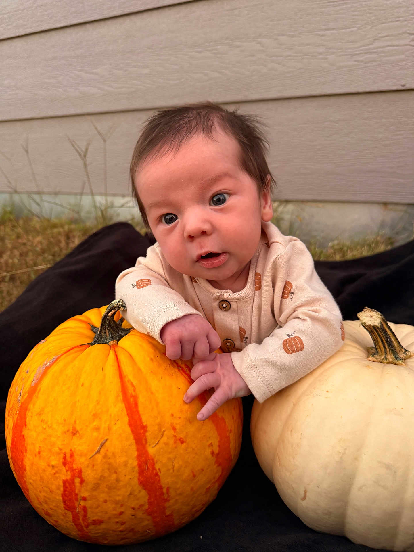 Giovanni is registered to the contest to win money with this photo: baby, infant, pumpkin, orange_pumpkin, white_pumpkin, outdoor, blanket, fall, autumn, curious, wide_eyes, onesie, patterned_clothing, grass, nature, face, hands, cute, seasonal, fall_decoration