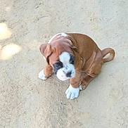 Alba participe au concours pour gagner de l'argent avec cette photo : adorable, animal, brown, canine, companion, cute, dog, dusty_ground, floppy_ears, four_legs, fur, outdoor, pet, playful, puppy, sitting, small, white, wrinkles, young