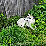 animal, canine, daylight, dog, fur, garden, grass, greenery, leafy, lying_down, mammal, nature, outdoor, pet, plants, quiet, resting, side_view, summer, wooden_fence