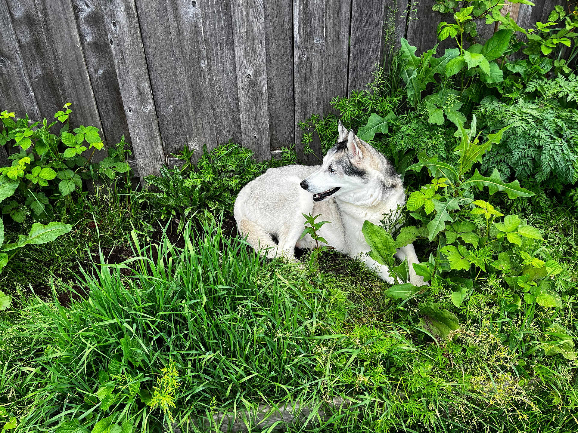Dakota is registered to the contest to win money with this photo: dog, canine, outdoor, grass, plants, greenery, wooden_fence, nature, pet, animal, lying_down, fur, leafy, garden, summer, daylight, side_view, mammal, quiet, resting