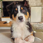 Balko a rejoint le concours — aidez-le/la à gagner de superbes lots ! puppy, dog, tricolor, australian_shepherd, fluffy, portrait, sitting, paws, crossed_paws, pet, indoors, living_room, sofa, coffee_table, brick_wall, television, radiator, home, cute, closeup