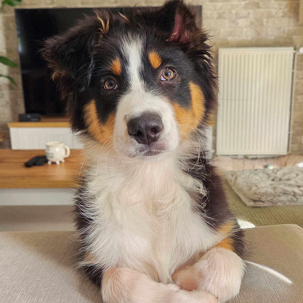 Balko a rejoint le concours — aidez-le/la à gagner de superbes lots ! puppy, dog, tricolor, australian_shepherd, fluffy, portrait, sitting, paws, crossed_paws, pet, indoors, living_room, sofa, coffee_table, brick_wall, television, radiator, home, cute, closeup