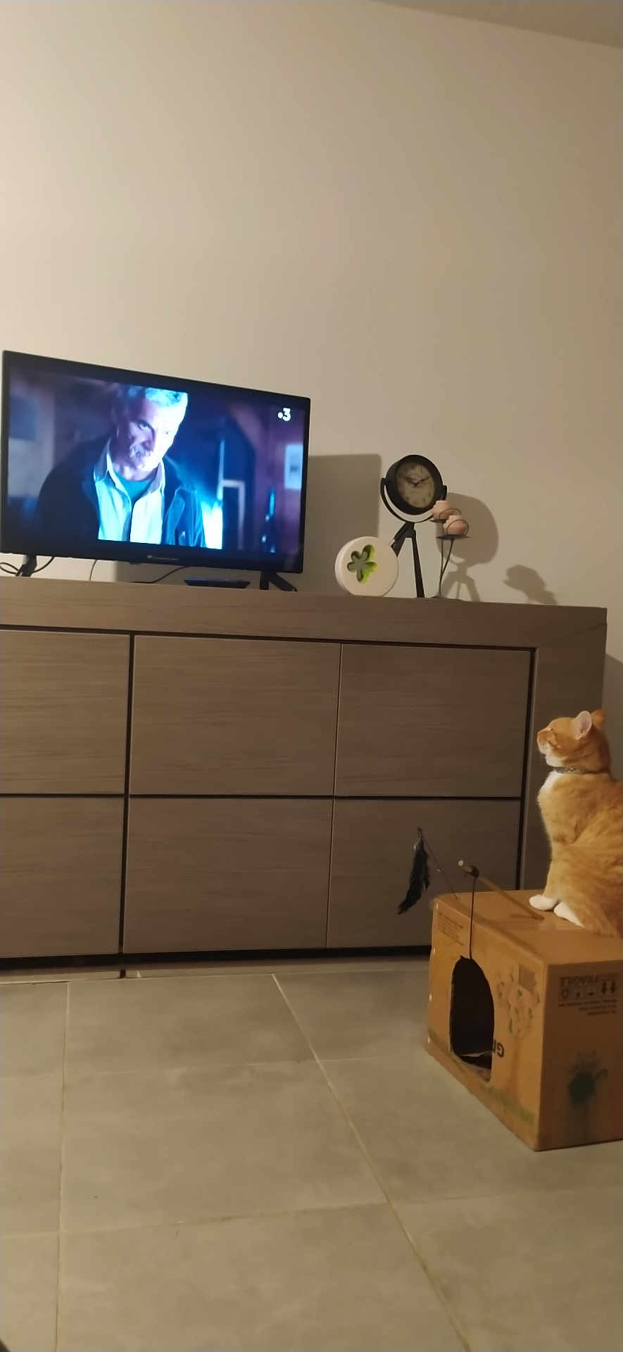 Caramel participe au concours pour gagner de l'argent avec cette photo : cat, cardboard_box, television, man_on_tv, living_room, wooden_cabinet, clock, decor, floor_tiles, orange_cat, white_cat, pet, indoor, feline, watching_tv, furniture, shadow, sitting, curious, quiet_moment