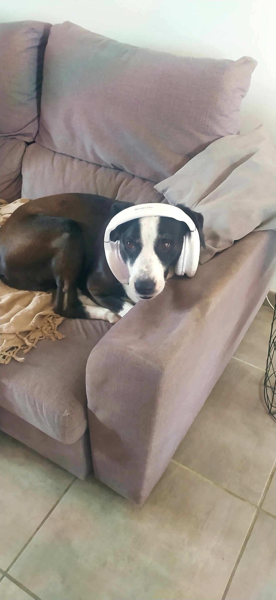 Fox participe au concours pour gagner de l'argent avec cette photo : dog, headphones, couch, purple_couch, blanket, indoor, pet, black_and_white_dog, relaxed, floor_tiles, pillow, furniture, domestic, canine, ear_covering, sitting, comfortable, household, living_room, companion