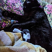 Luna joined the competition — help win amazing prizes! cat, black_cat, sleeping, quilt, blanket, floral_pattern, cozy, indoor, pet, fur, relaxed, resting, domestic_cat, animal, bed, soft_texture, purple_collar, paw, comfort, nap