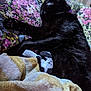 cat, black_cat, sleeping, quilt, blanket, floral_pattern, cozy, indoor, pet, fur, relaxed, resting, domestic_cat, animal, bed, soft_texture, purple_collar, paw, comfort, nap
