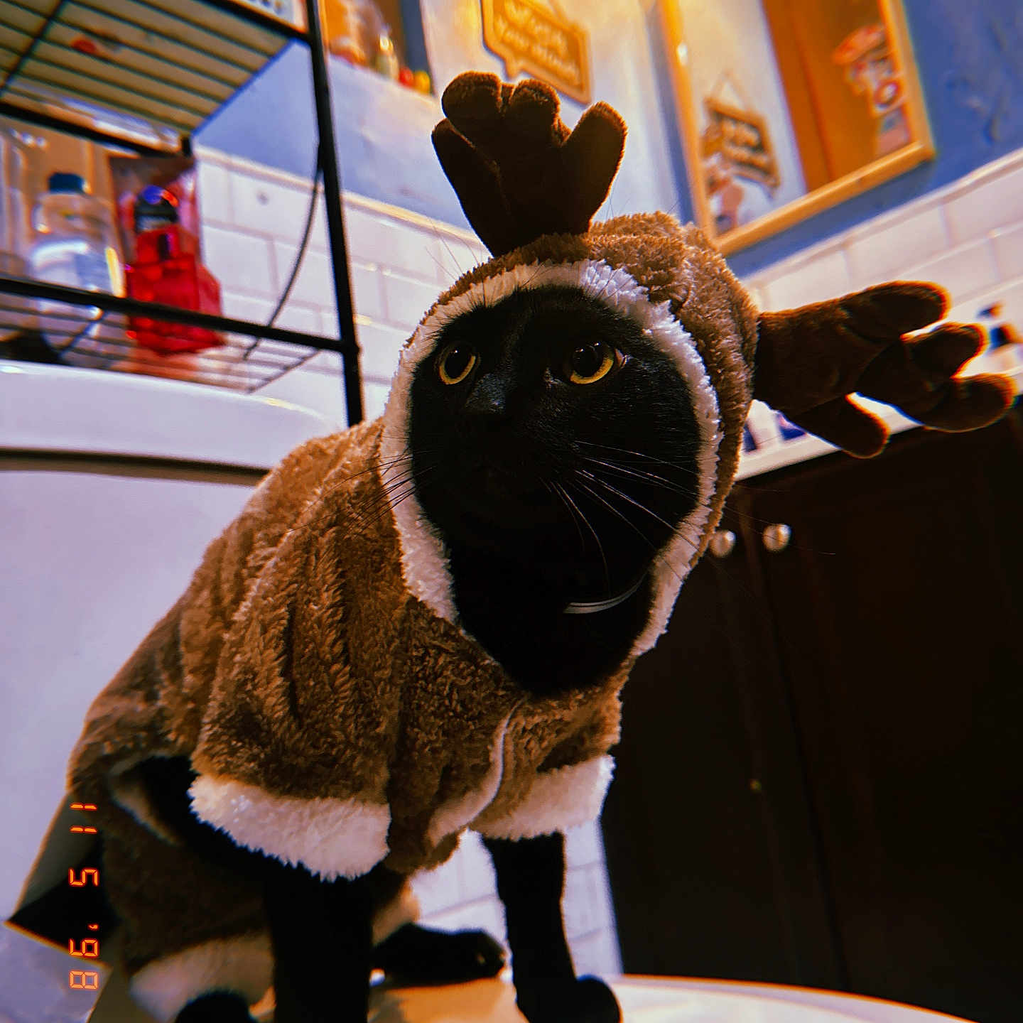 Luna is registered to the contest to win money with this photo: animal, bathroom, black_cat, cabinet, cat, costume, cute, decor, feline, fur, furry, holiday, indoor, mirror, pet, reindeer_costume, sink, toiletries, whiskers, yellow_eyes