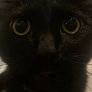 Luna is registered to the contest to win money with this photo: alert, animal, black_cat, cat, close_up, curious, dark, ears, eyes, face, feline, fur, indoor, mammal, nose, pet, portrait, shadow, whiskers