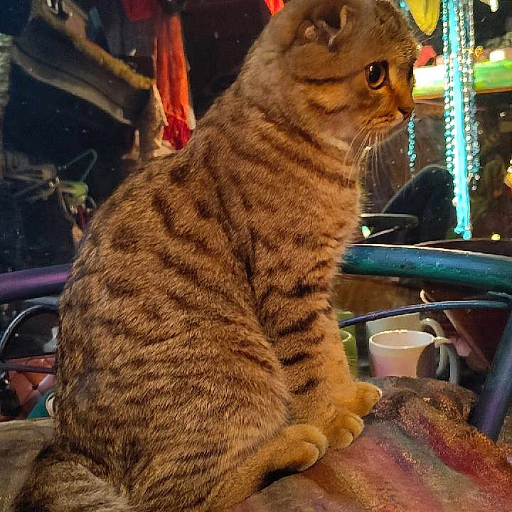 Billy Bob Thornton is registered to the contest to win money with this photo: abyssinian, accessories, animal, beverage, bicycle, cat, closet, coffee, coffeecup, cupboard, furniture, kitten, manx, pet, plywood, pub, strap, transportation, vehicle, wood